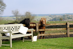 Horse Livery Facilities