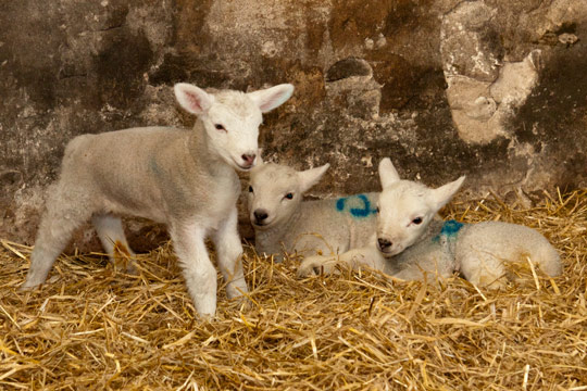 Spring Lambs in North Yorkshire